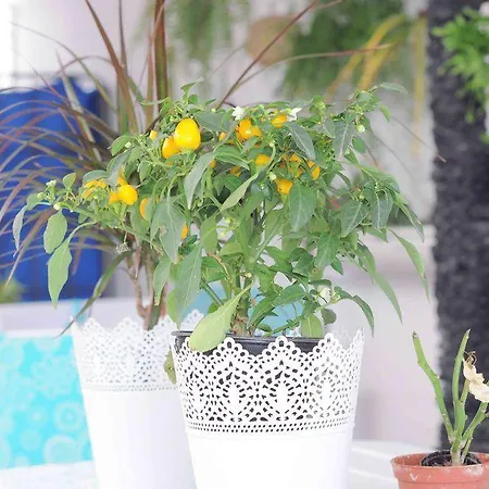 Apartmán Gelimar Puerto Rico (Gran Canaria)